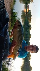 Common Carp