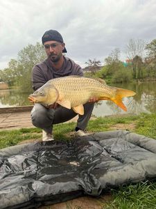 Common Carp