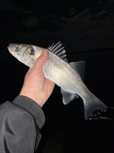 European Bass (Seabass)