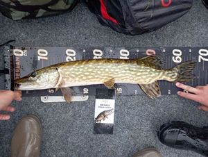 Northern Pike