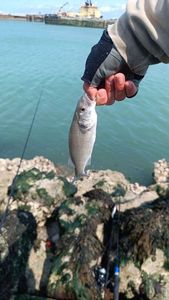 European Bass (Seabass)