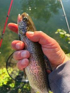 Rainbow Trout