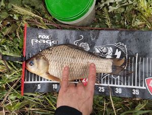 Crucian Carp