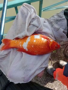 African Red Snapper