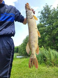 Northern Pike