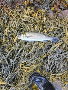 European Bass (Seabass)