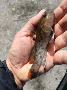 Round Goby