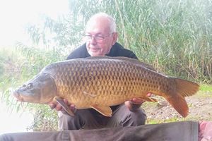 Common Carp