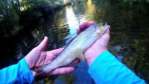Brown Trout
