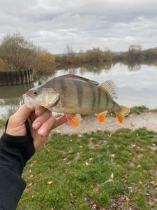 European Perch