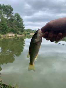 Largemouth Bass