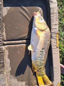 Leather Carp