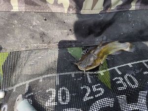 Black Bullhead