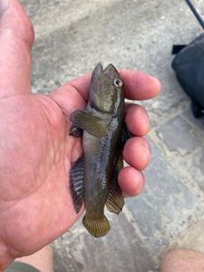 Giant Goby