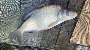 Common Bream
