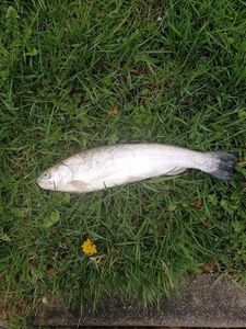 Rainbow Trout