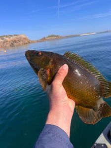 Ballan Wrasse