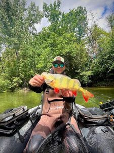 Yellow Perch