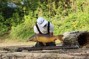 Mirror Carp