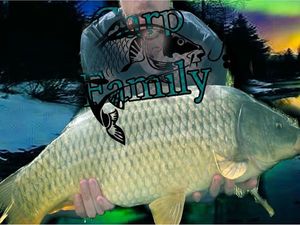 Common Carp