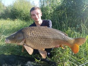 Common Carp