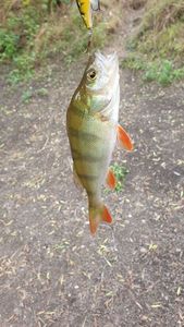 European Perch