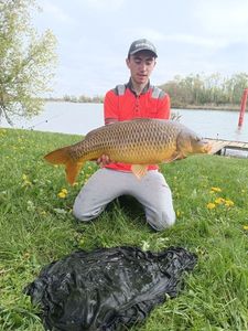 Common Carp