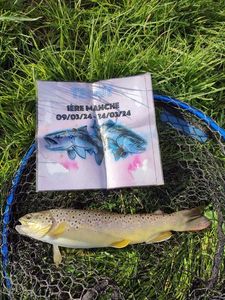 Brown Trout