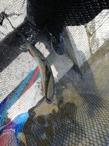 Barbel