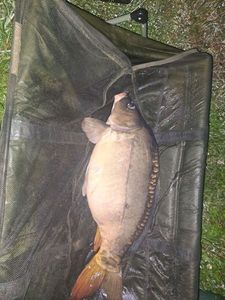 Mirror Carp