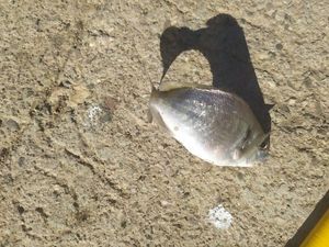 Black Seabream