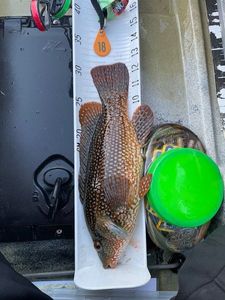 Ballan Wrasse