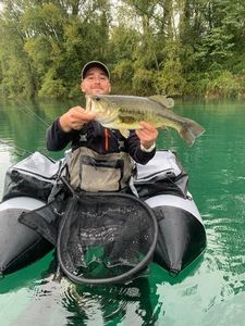 Largemouth Bass