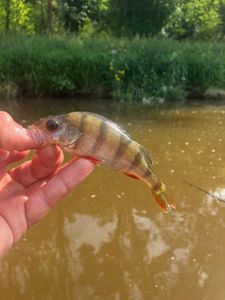 European Perch