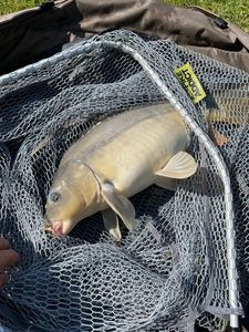 Leather Carp