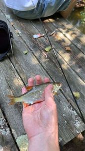 Roach