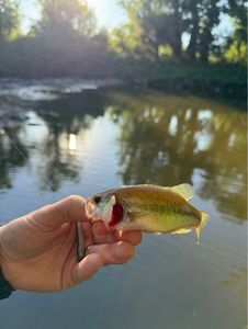 Largemouth Bass