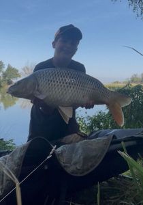 Common Carp