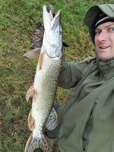 Chain Pickerel
