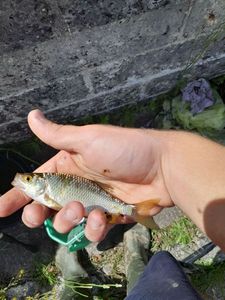 Roach