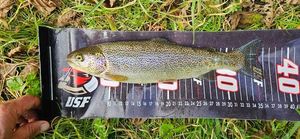 Rainbow Trout