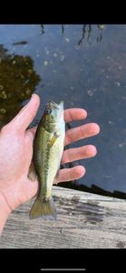 Largemouth Bass