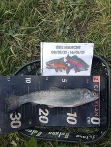 Rainbow Trout
