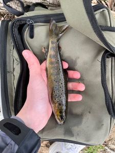 Brown Trout