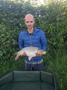 Common Carp