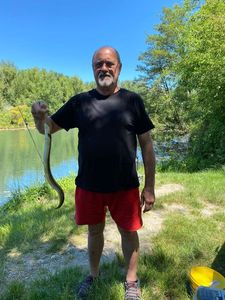 European Eel (Common Eel)