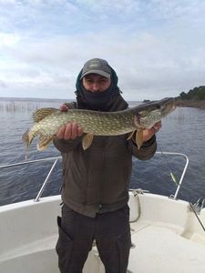 Chain Pickerel