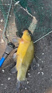 Tench