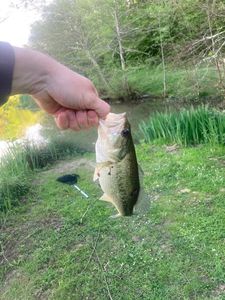 Largemouth Bass