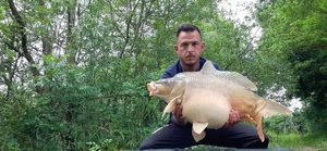 Mirror Carp